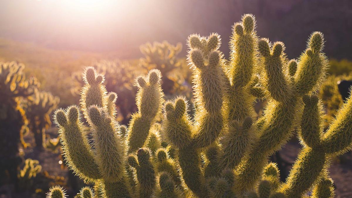 Pixelfed vs Instagram Vergleich